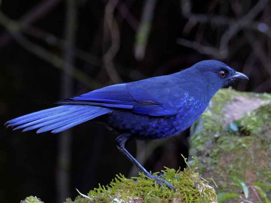Лиловый Дрозд (Myophonus caeruleus)
