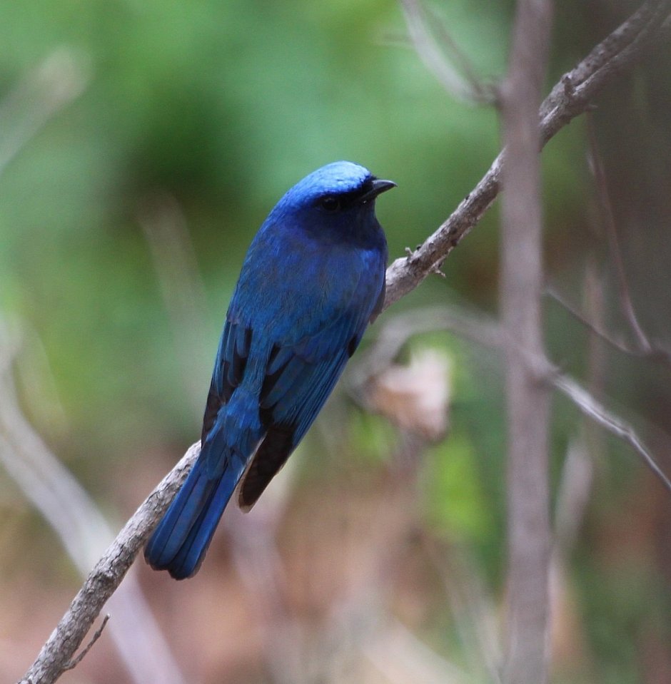 Cyanoptila cyanomelana