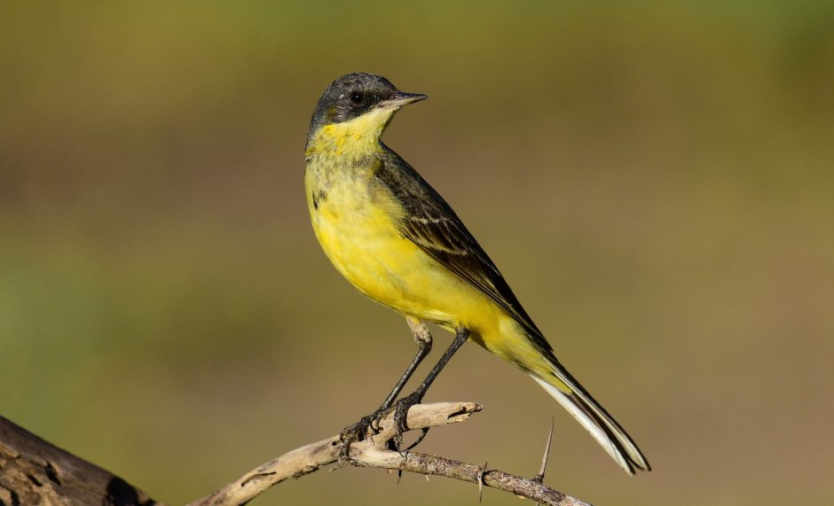 Motacilla Erithacus