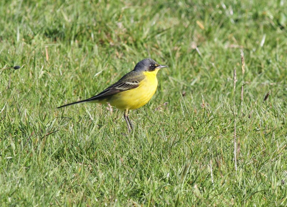 E37 Lemon Wagtail тени
