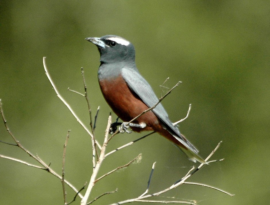 Сумеречный артам Artamus cyanopterus