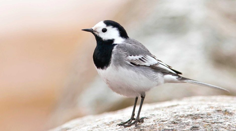Little Black Bird