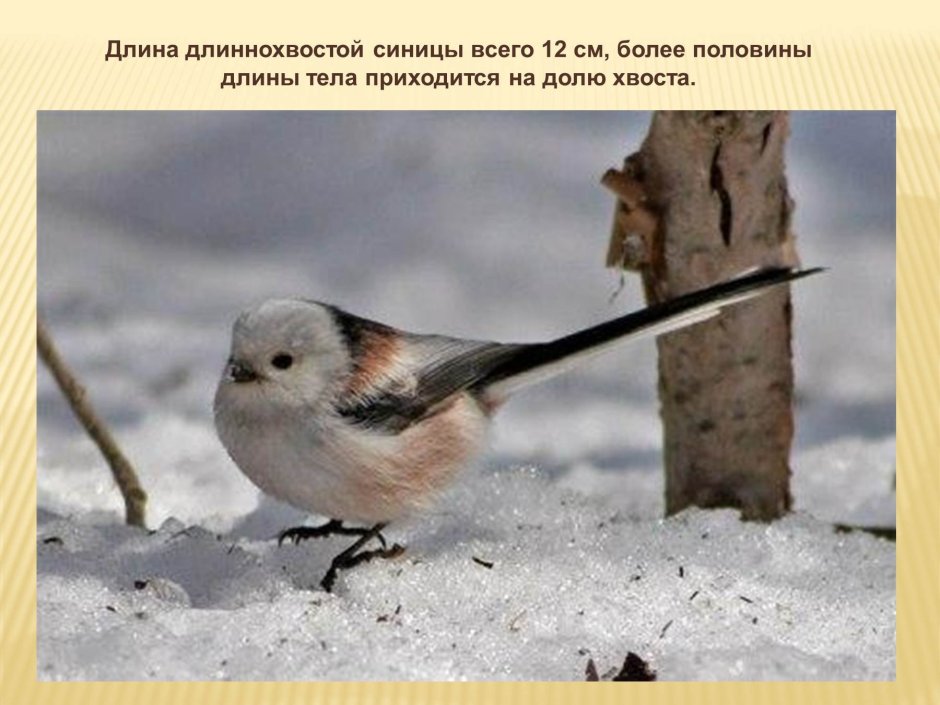 Зимняя птичка с длинным хвостом