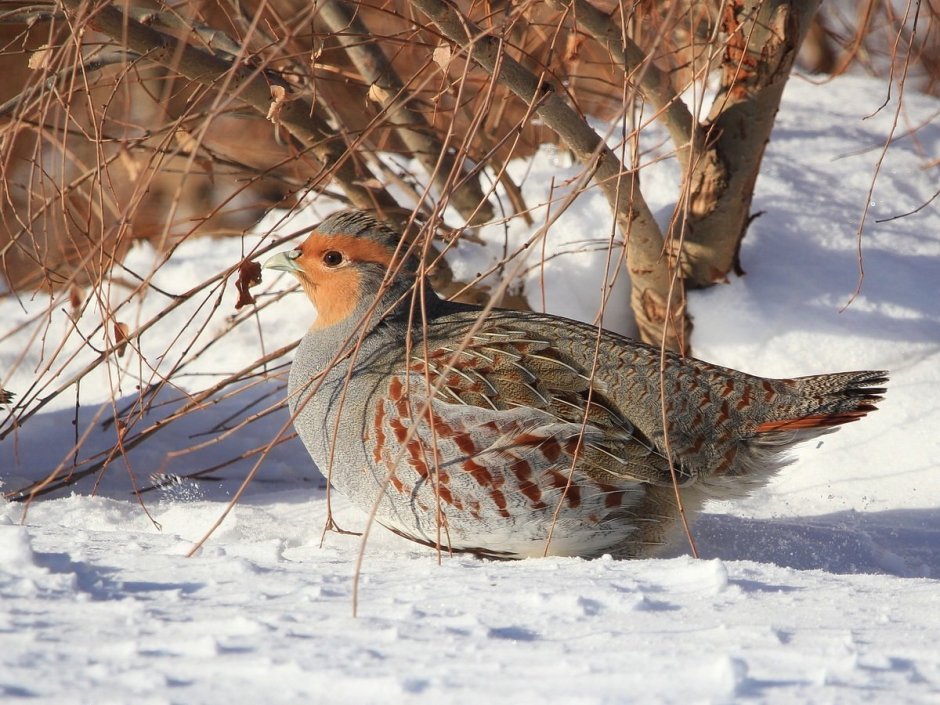 Куропатка серая – Perdix Perdix Linnaeus, 1758