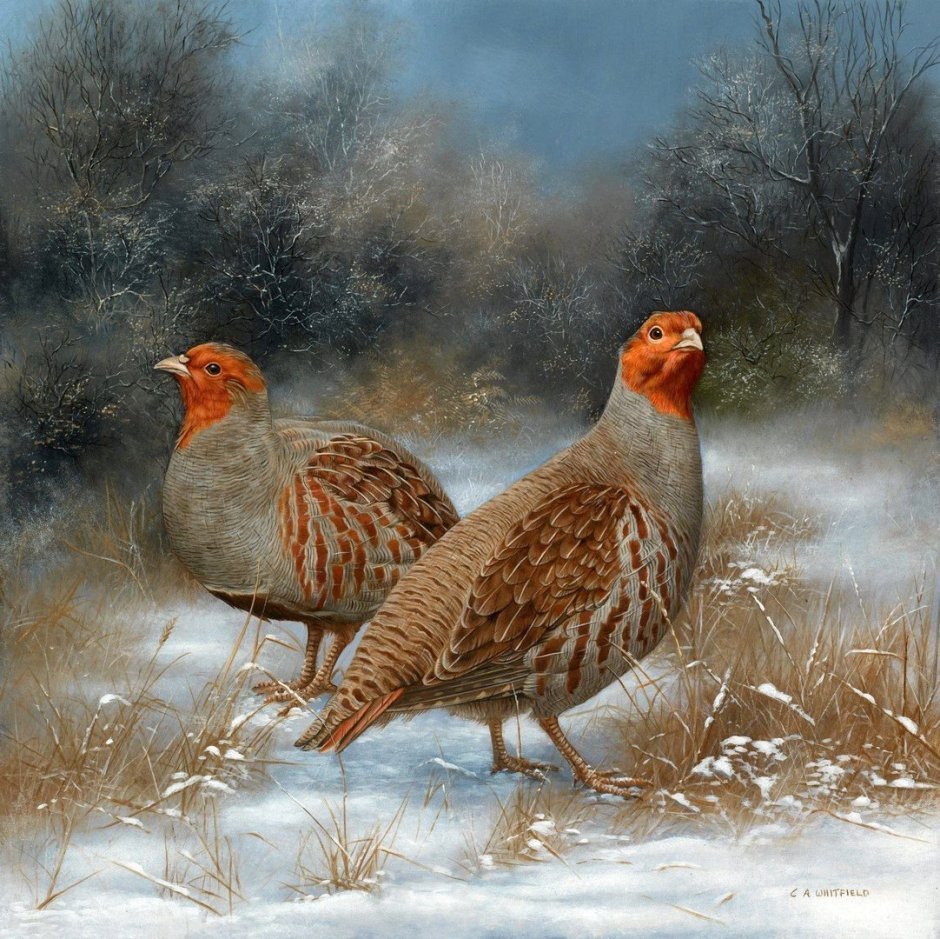 Художник Carl Whitfield (b.1958)