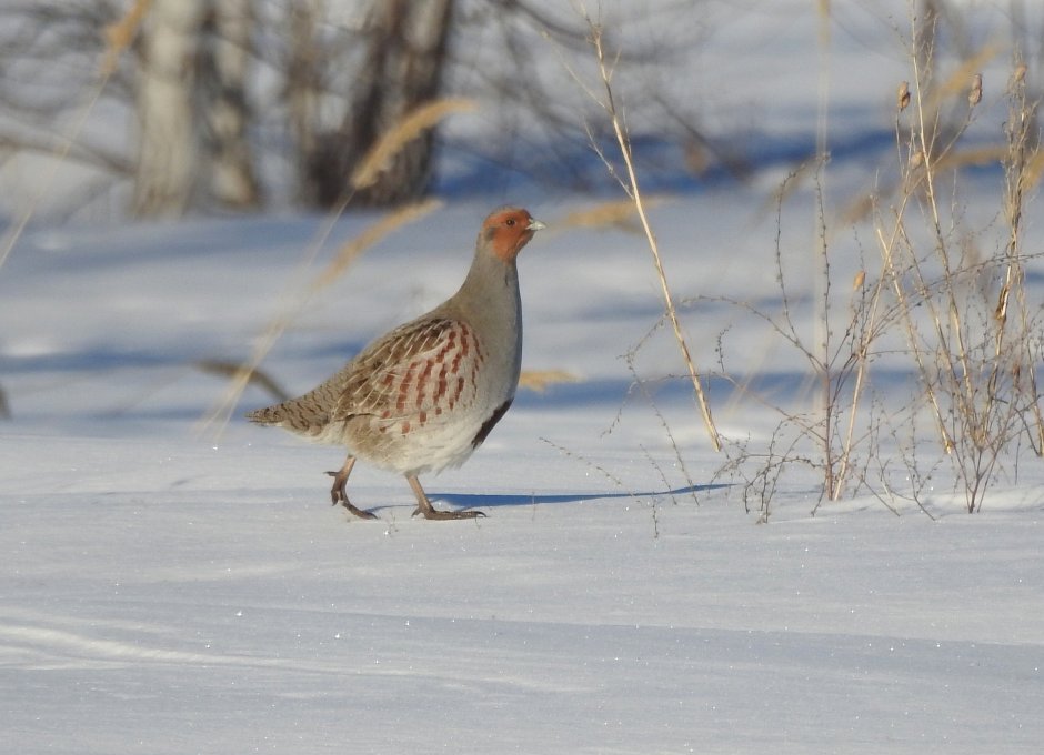 Куропатка серая – Perdix Perdix Linnaeus, 1758