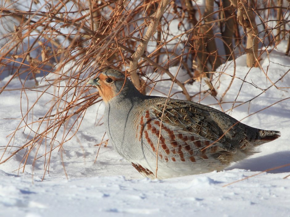 Серая куропатка (Perdix Perdix)