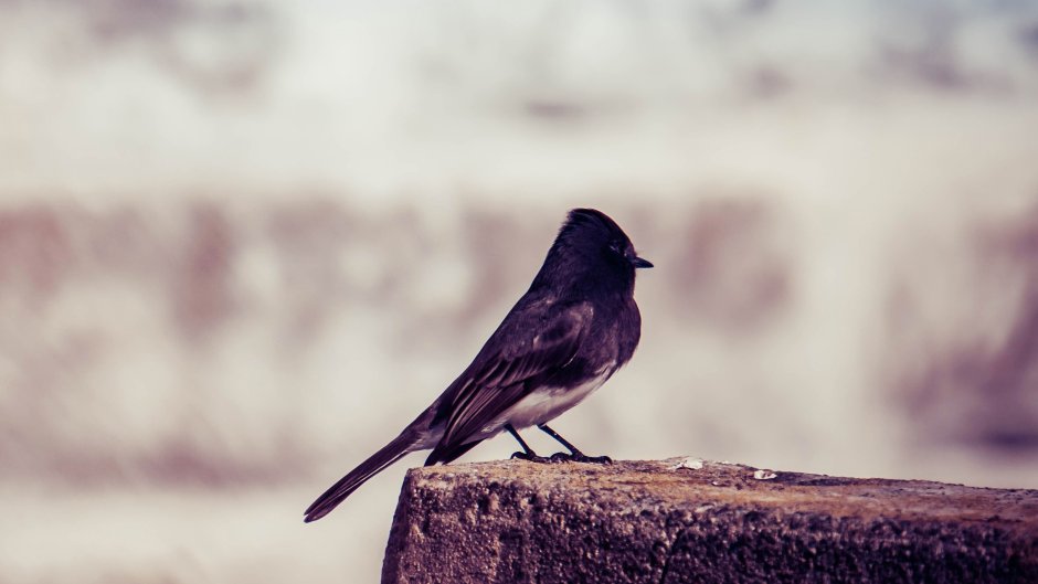 Bird in the Corner