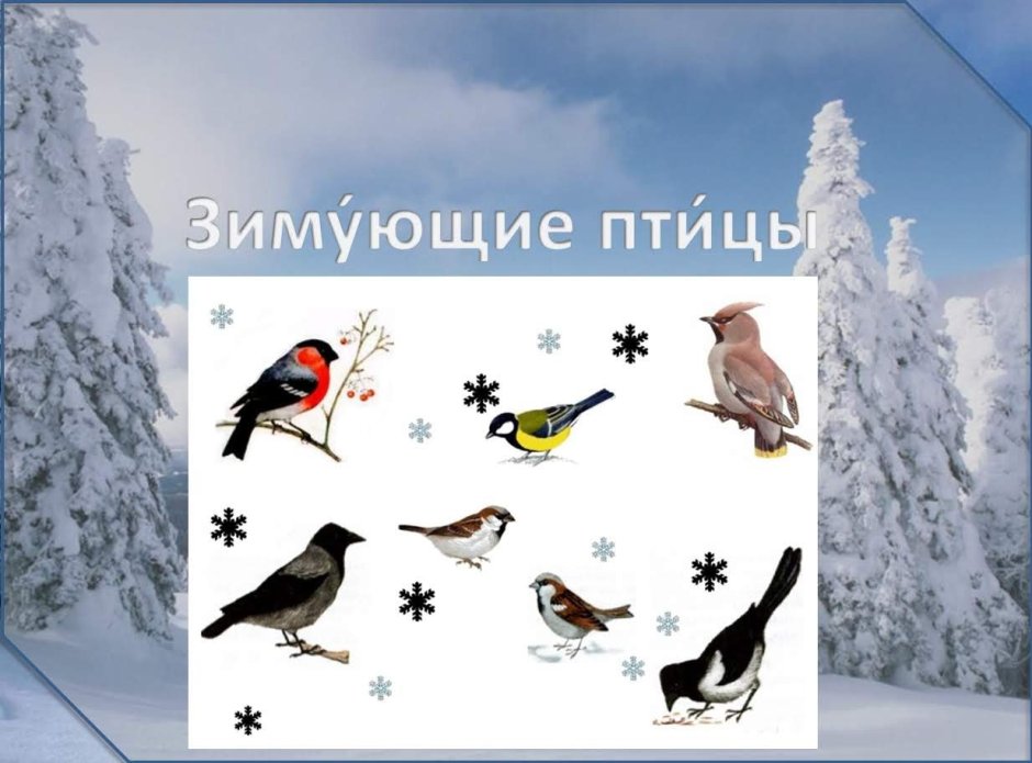 Фон для презентации зимующие птицы