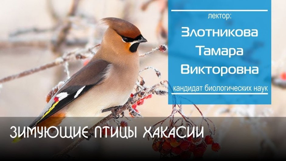 Зимующие птицы Хакасии