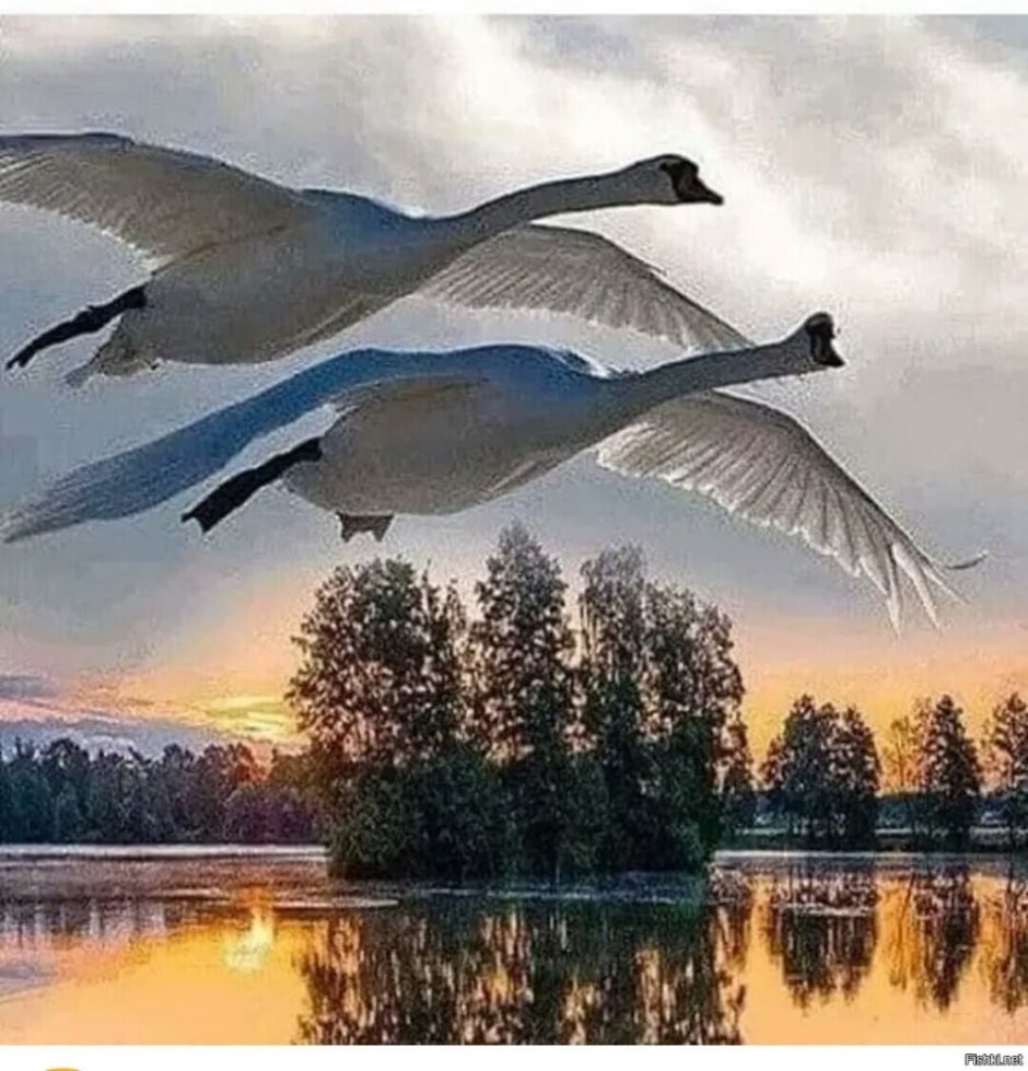 Стая лебедей