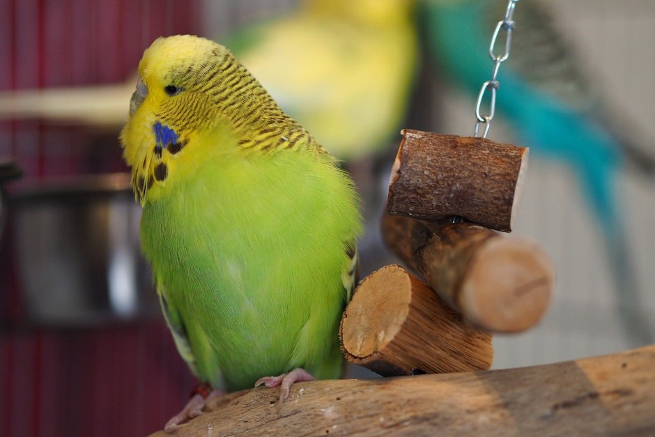 Волнистый попугай Budgie