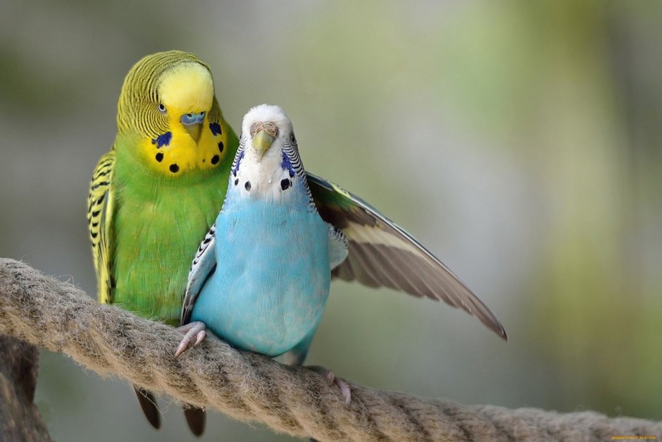 Волнистый попугай Budgie
