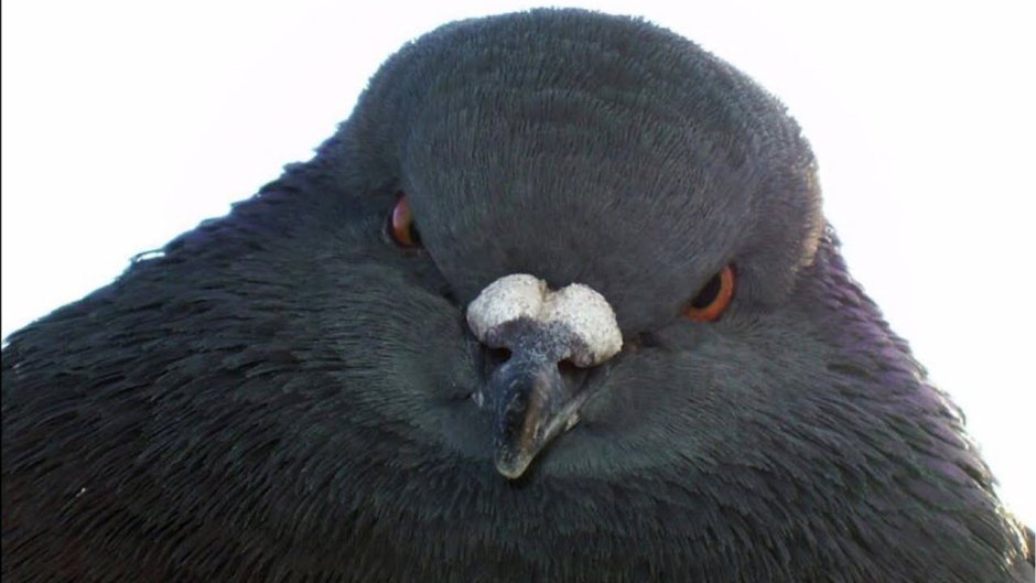 Шапка голубя