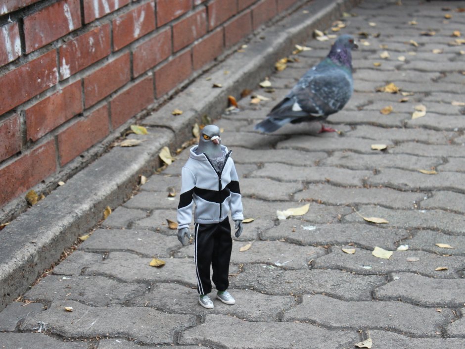 Человек голубь