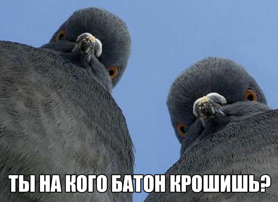 Голубь сверху