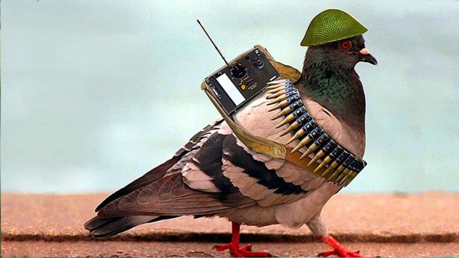 Голубь в каске