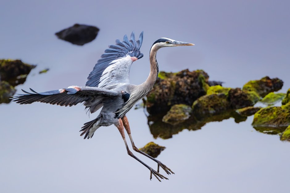 Great Blue Heron птица