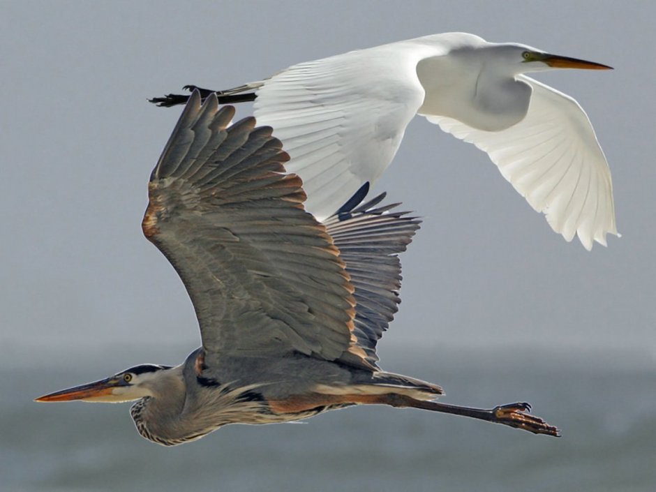 Heron "Heron"
