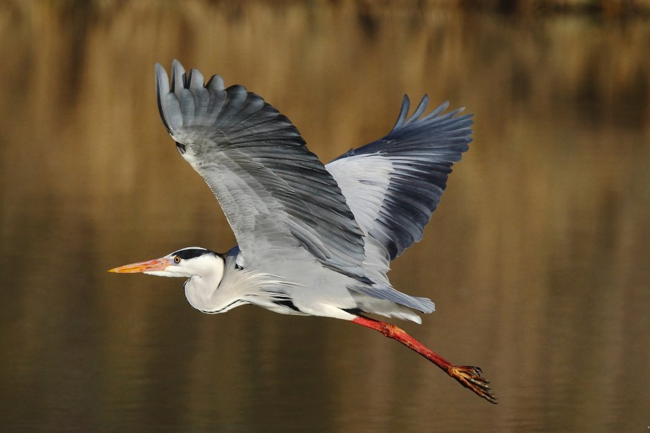 Sony Heron 900