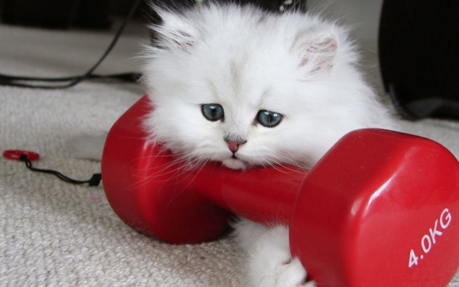 Котенок занимается спортом