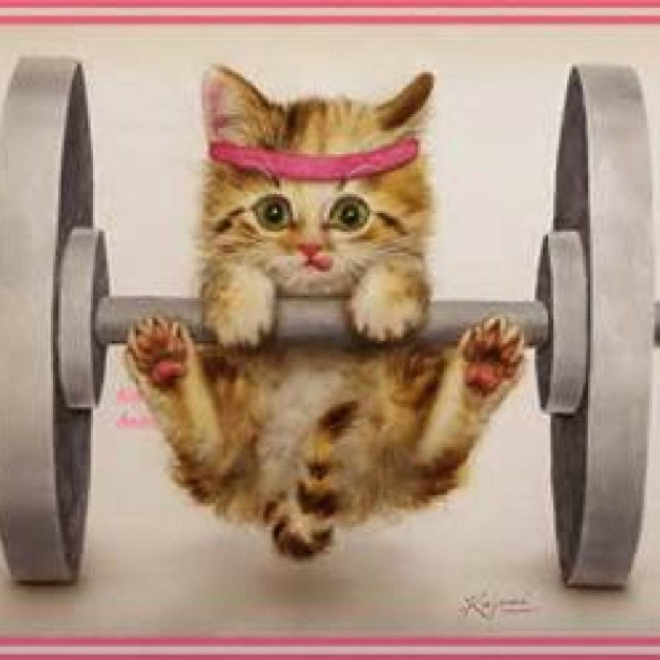Котик занимается спортом