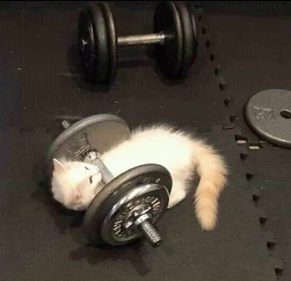 Спортивный котик