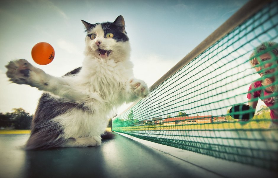 Спортивный котик