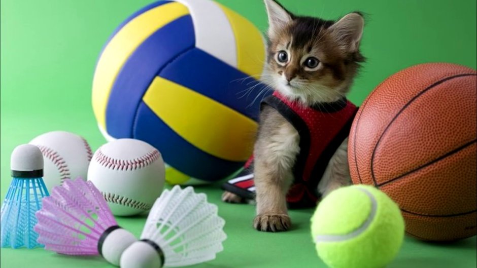 Котенок в спортивной форме