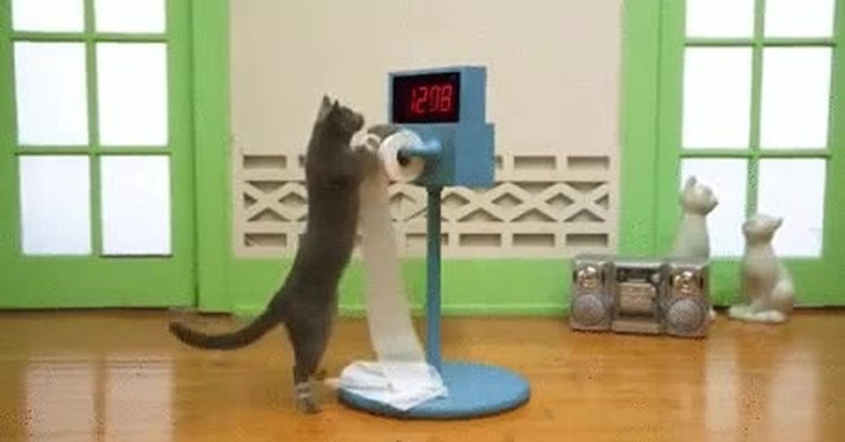 Кошка в спортзале
