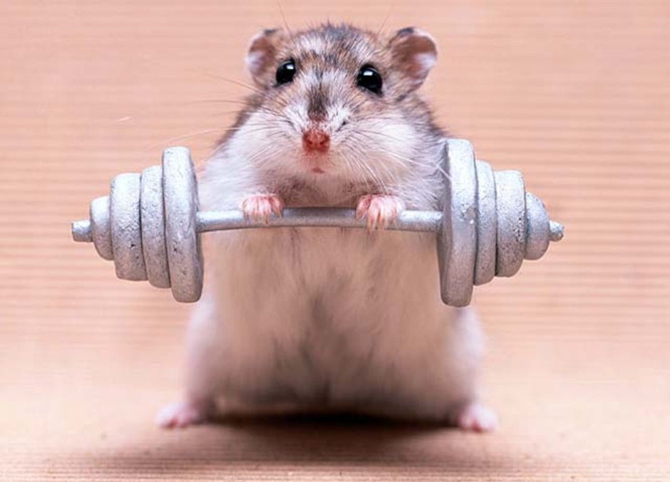 Спортивный кот
