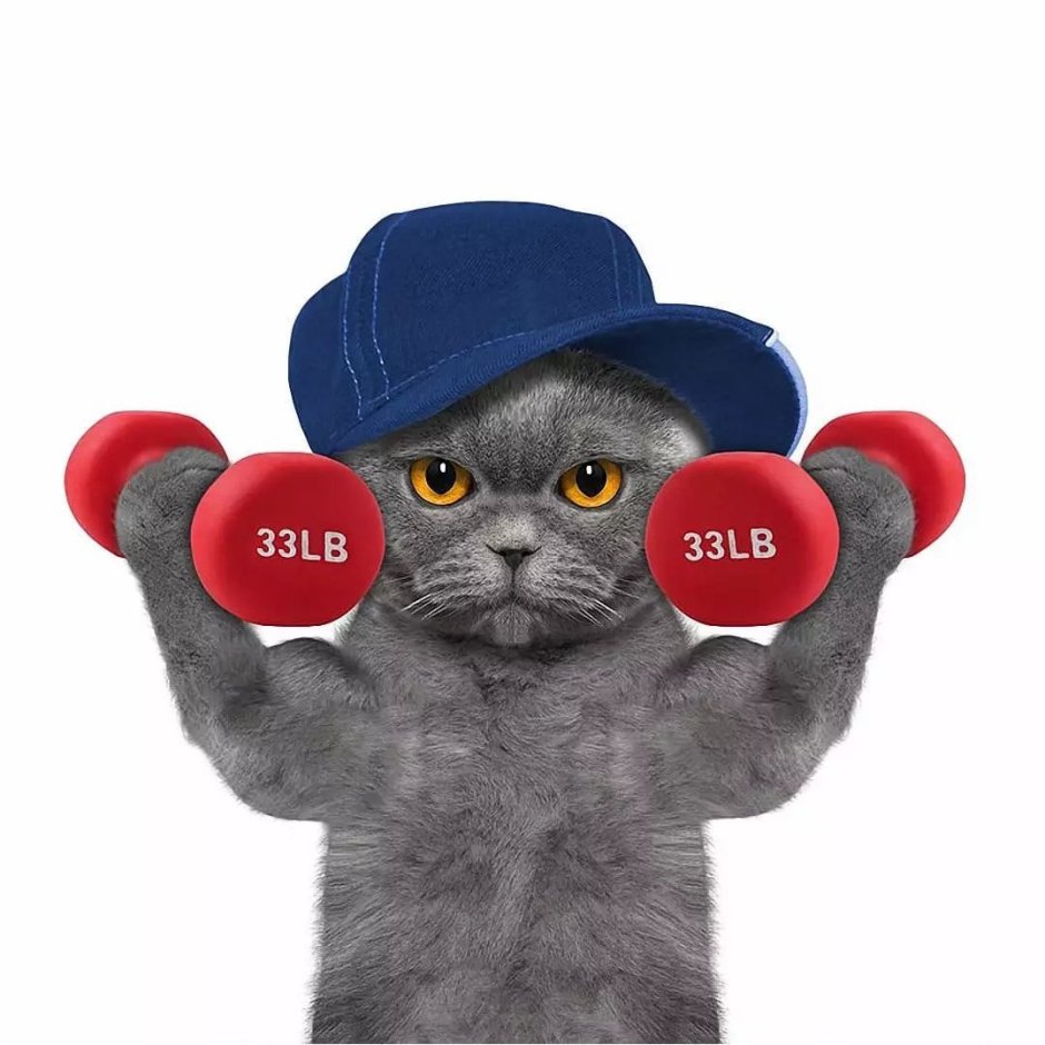 Котенок с гантелей