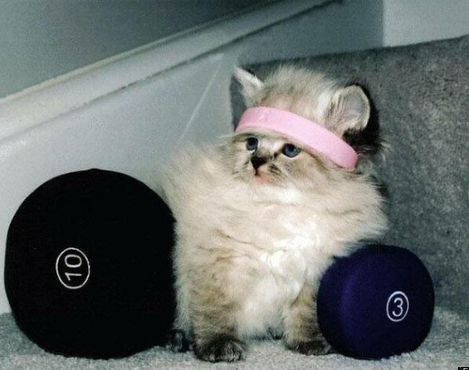 Коты занимаются спортом