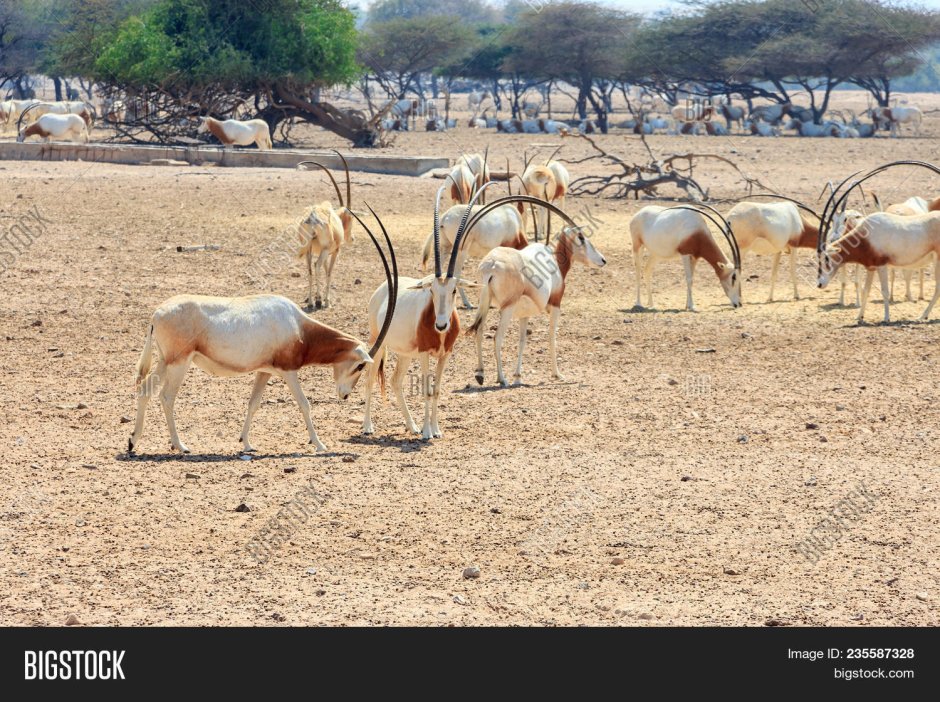 • Песчаная Газель (Gazella leptoceros)