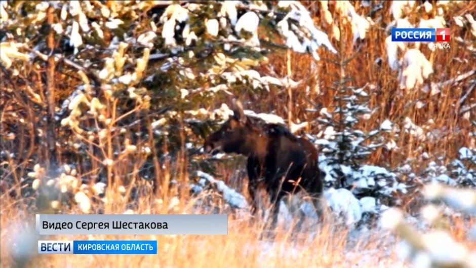 Андрей Олин Кирс