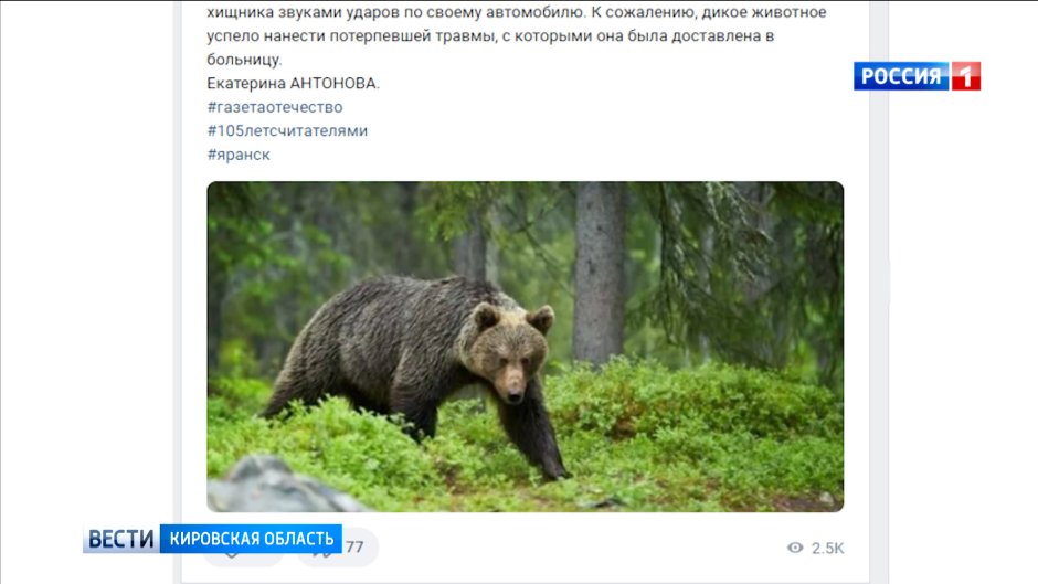 Рысь — Lynx Lynx