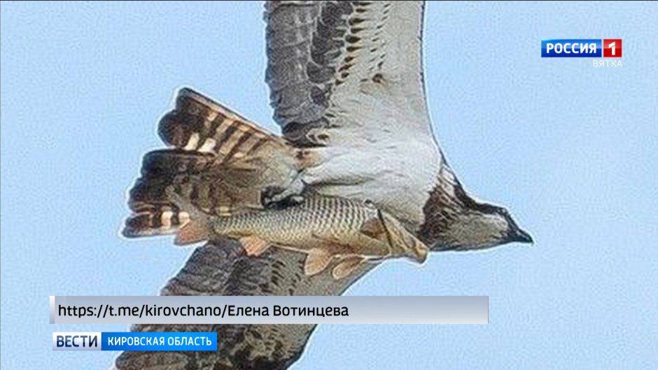 Енотовидная собака в Кировской области