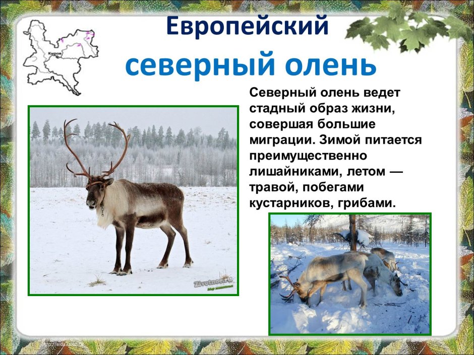 Животные Кировской области Европейский Северный олень