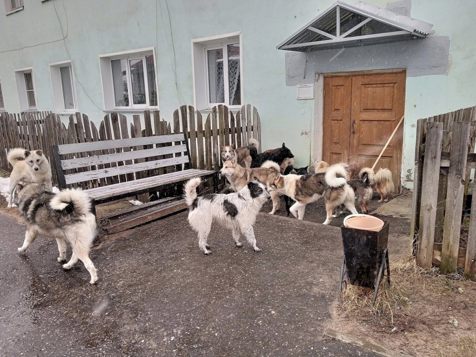 Дикие звери Кировской области