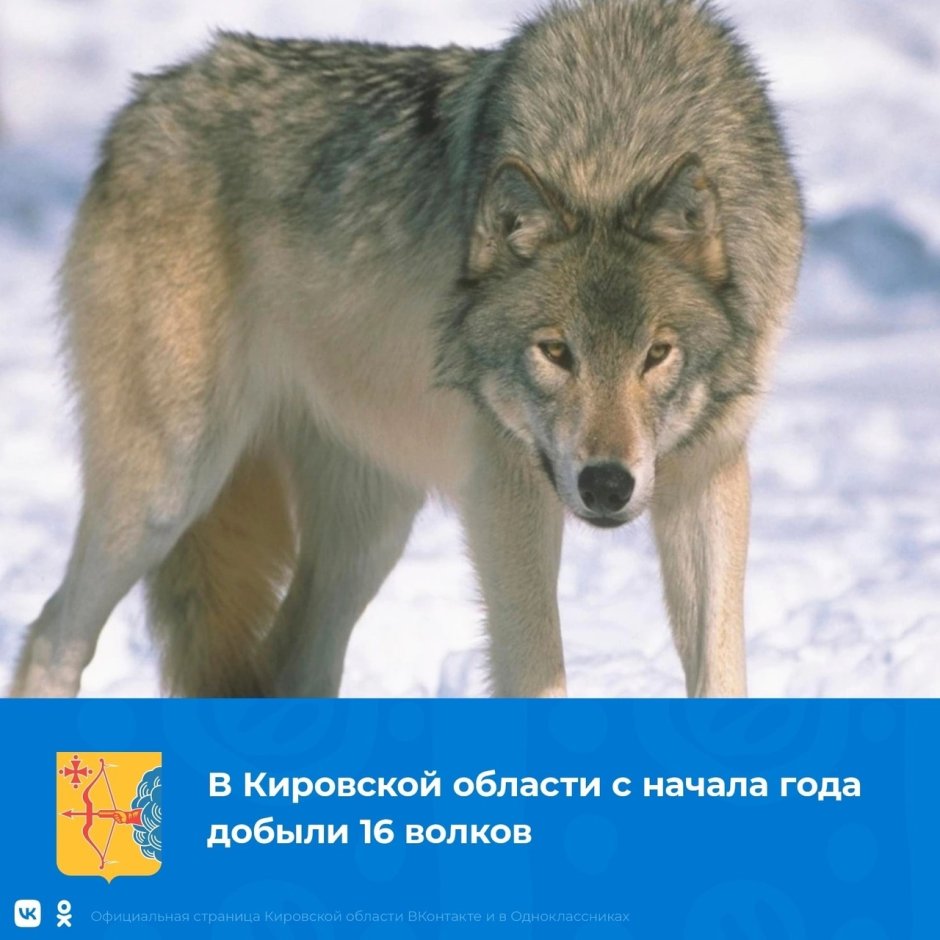 Волк 2022