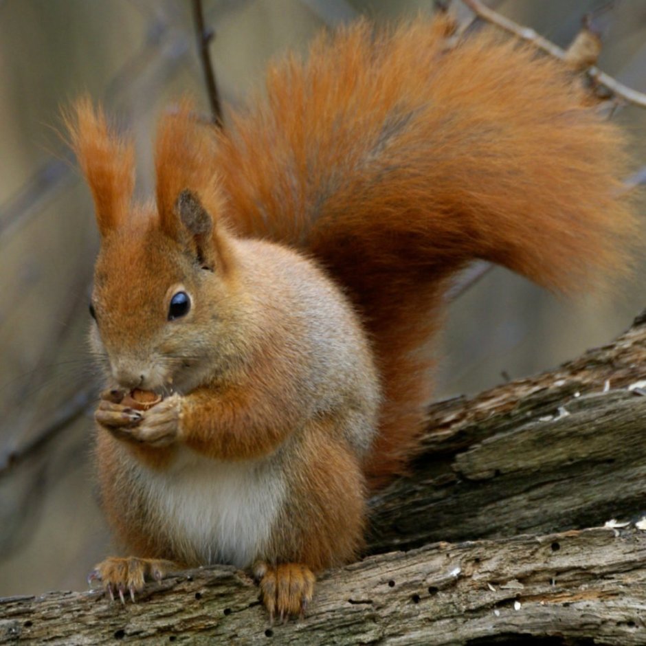 Sciurus vulgaris