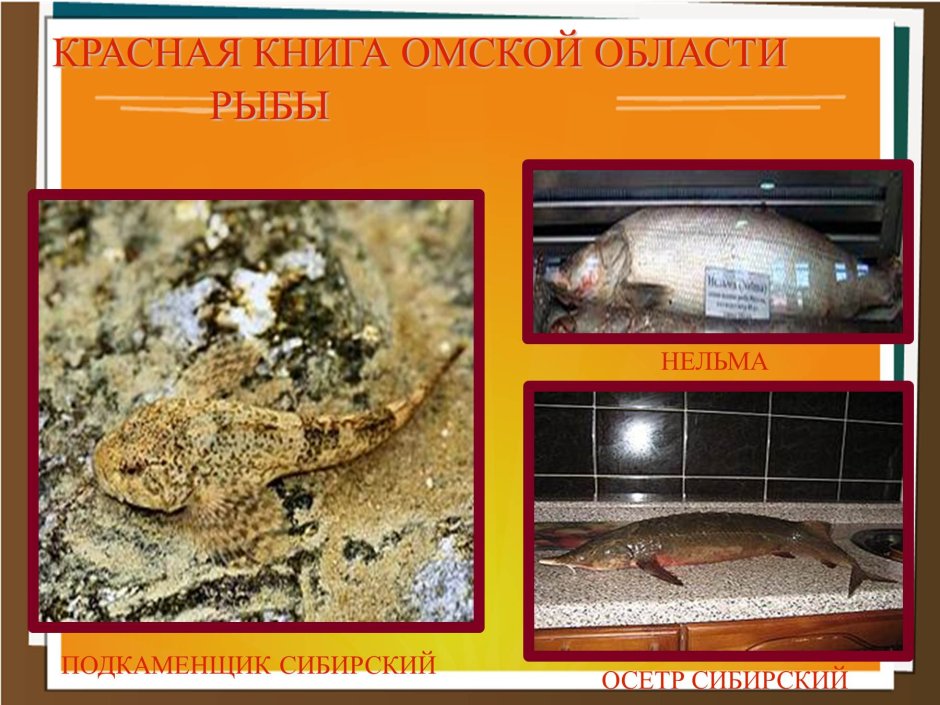 Рыбы Омской области занесенные в красную книгу
