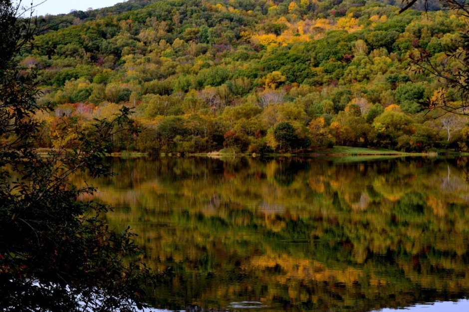 Приморский край Уссурийская Тайга