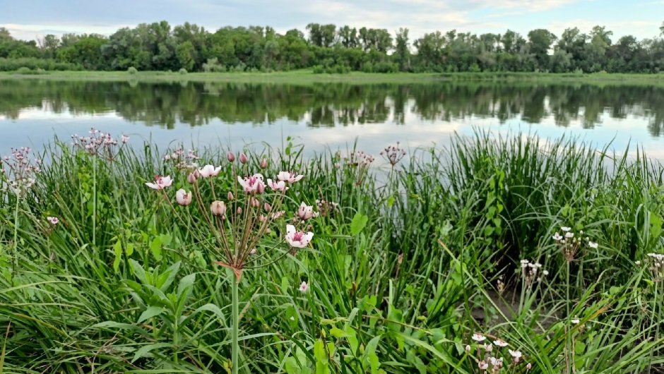 Животные реки Северский Донец