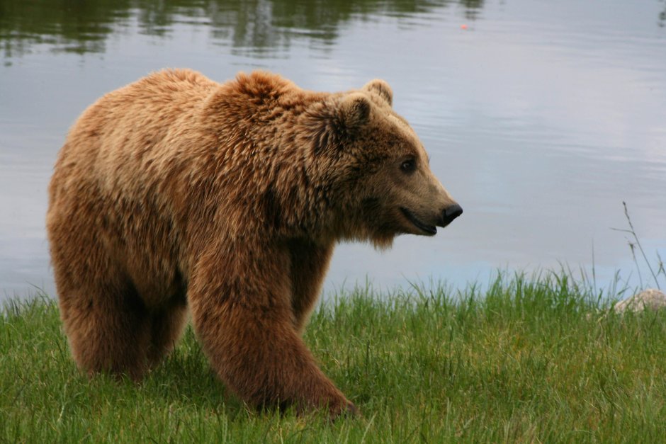 Бурый медведь (Ursus arctos)