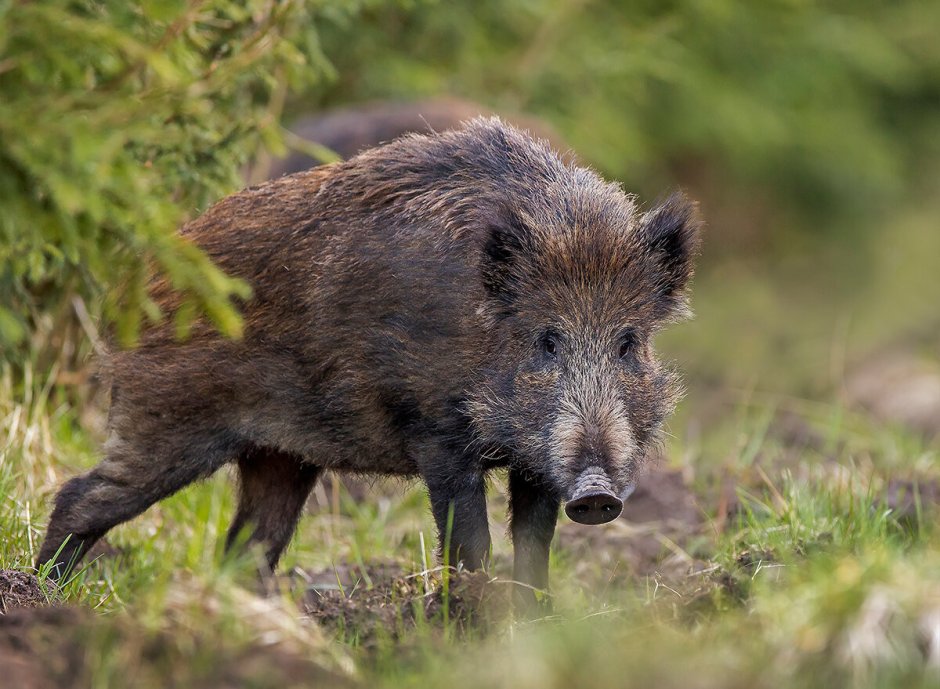 Кабан (лат. Sus scrofa)