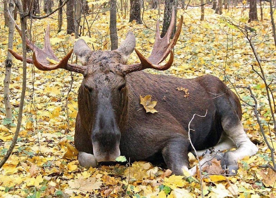 Лось осенью