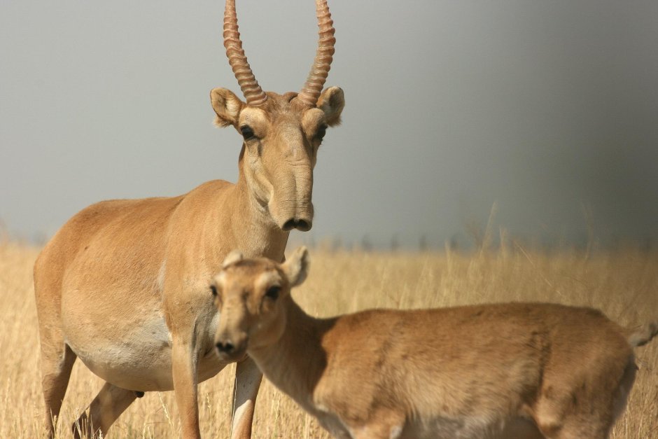 Сайгак Saiga tatarica
