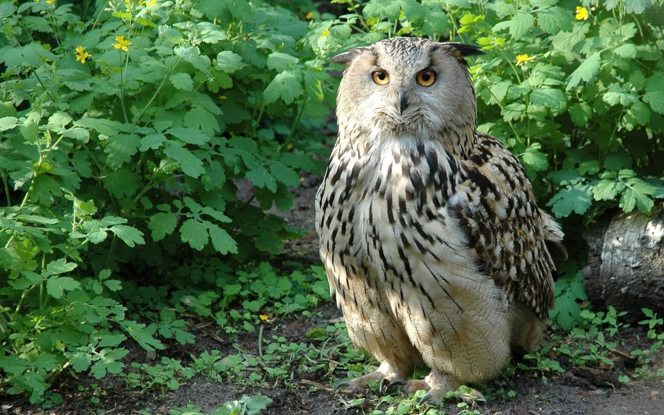 Филин обыкновенный (Bubo Bubo)