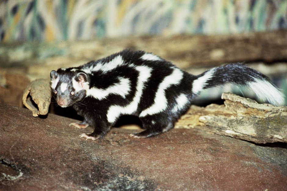 Spilogale pygmaea